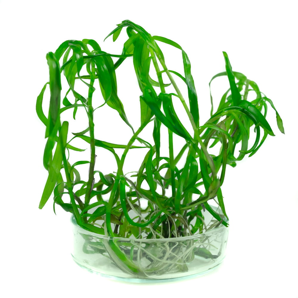 Heteranthera zosterifolia HETERANTERA PASKOWANA in vitro
